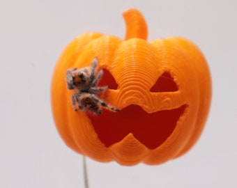 Magnetic Pumpkin Jumping Spider Hide / Decoration | Halloween Spooder Home