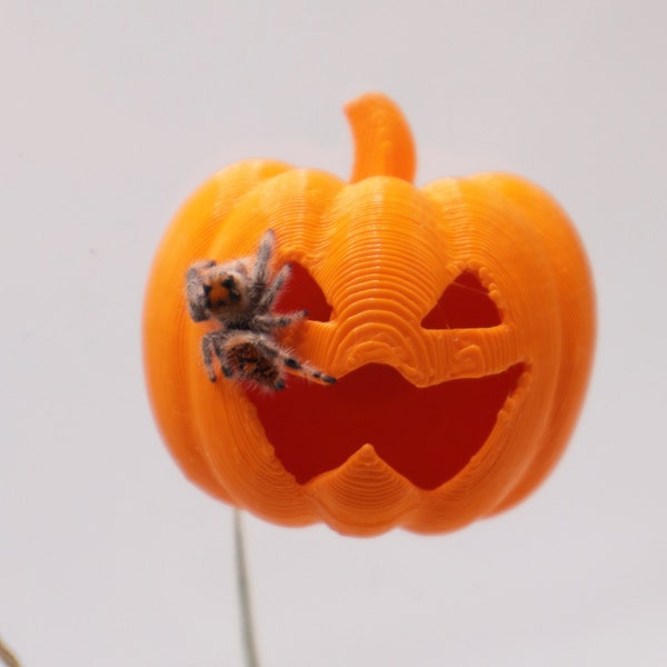 Magnetic Pumpkin Jumping Spider Hide / Decoration | Halloween Spooder Home