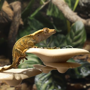 Mushroom Feeding Ledge | For Crested Geckos, Day Geckos & More | 3D Printed