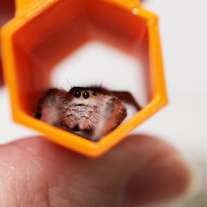 Magnetische Spood Tube® Jumping Spider Hängemattenversteck | Herzen, Sechsecke, Wolken und Sterne | 3D Gedruckt