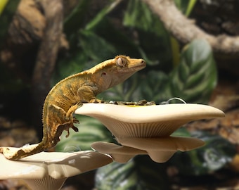 Peut inclure: Un gecko à crête jaune et vert perché sur une plateforme en céramique blanche en forme de champignon. Le gecko regarde vers la droite de l'image. La plateforme est sur un fond de feuilles brunes et vertes.