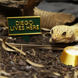 Personalised Name Sign & Calcium Bowl/Mini Food Dish For Reptiles, Arachnids And More | 3D Printed