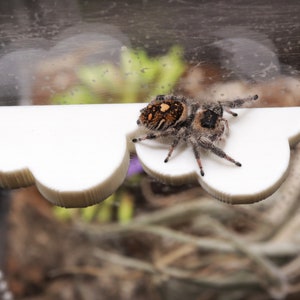 Magnetic Cloud Ledge: Jumping Spider Platform, PLA Decor
