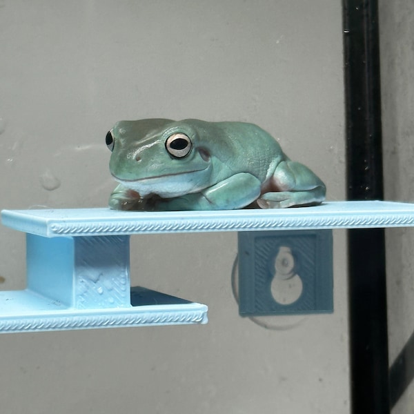 Arboreal Double Ledge For Frogs, Geckos, Inverts & More | Reptile and Amphibian Platforms
