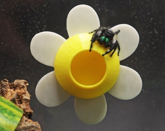 Magnetic Jumping Spider Daisy Hide | Available in Various Colours!