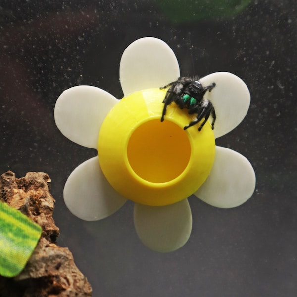 Magnetic Jumping Spider Daisy Hide | Available in Various Colours!