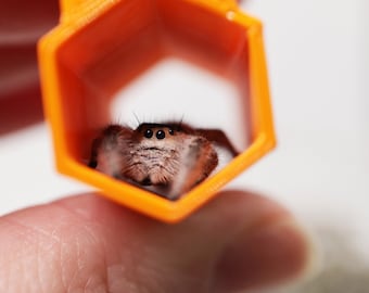 Magnetic Spood Tube® Jumping Spider Hammock Hide | Hearts, Clouds, Hexagons and Stars | 3D Printed