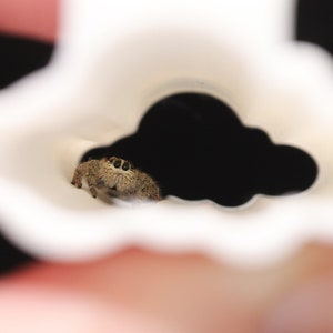 May include: A small brown spider with large eyes peeks out from a white, cloud-shaped cutout.