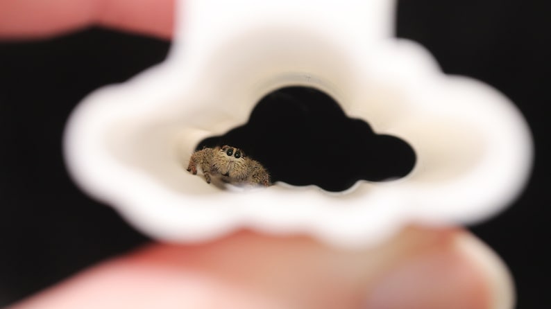 May include: A small brown spider with large eyes peeks out from a white, cloud-shaped cutout.