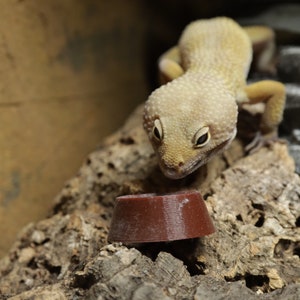 3D Printed Leopard Gecko Calcium Dish | 35 X 35 X 13mm | Bowl For Reptiles, Inverts and More!