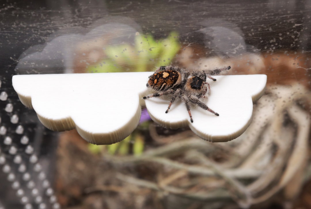 1 Set of Jumping Spider Enclosure Box Spider Habitat Box Acrylic Insects  Feeding Case 