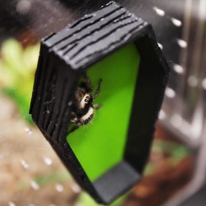 Op de afbeelding: Een zwart en groen spinnenhabitat met een kleine springspin erin. Het habitat is gemaakt van 3D-geprint plastic en heeft een groene achtergrond.
