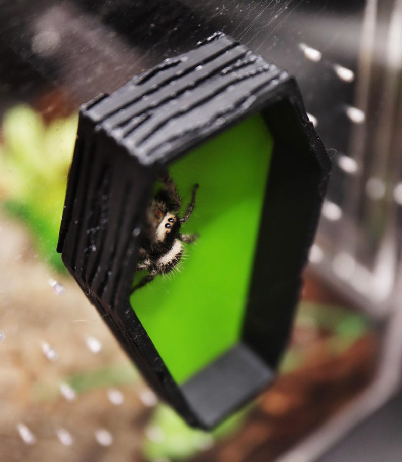 Op de afbeelding: Een zwart en groen spinnenhabitat met een kleine springspin erin. Het habitat is gemaakt van 3D-geprint plastic en heeft een groene achtergrond.