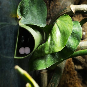 May include: Two white eggs nestled in a green leafy plant, with a dark green background.