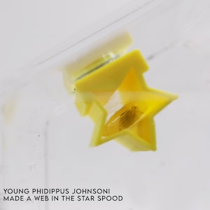 May include: A small, brown spider has built a web inside a yellow star-shaped plastic container. The container is transparent and the spider is visible through the plastic.