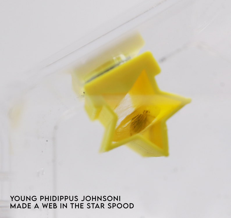 May include: A small, brown spider has built a web inside a yellow star-shaped plastic container. The container is transparent and the spider is visible through the plastic.