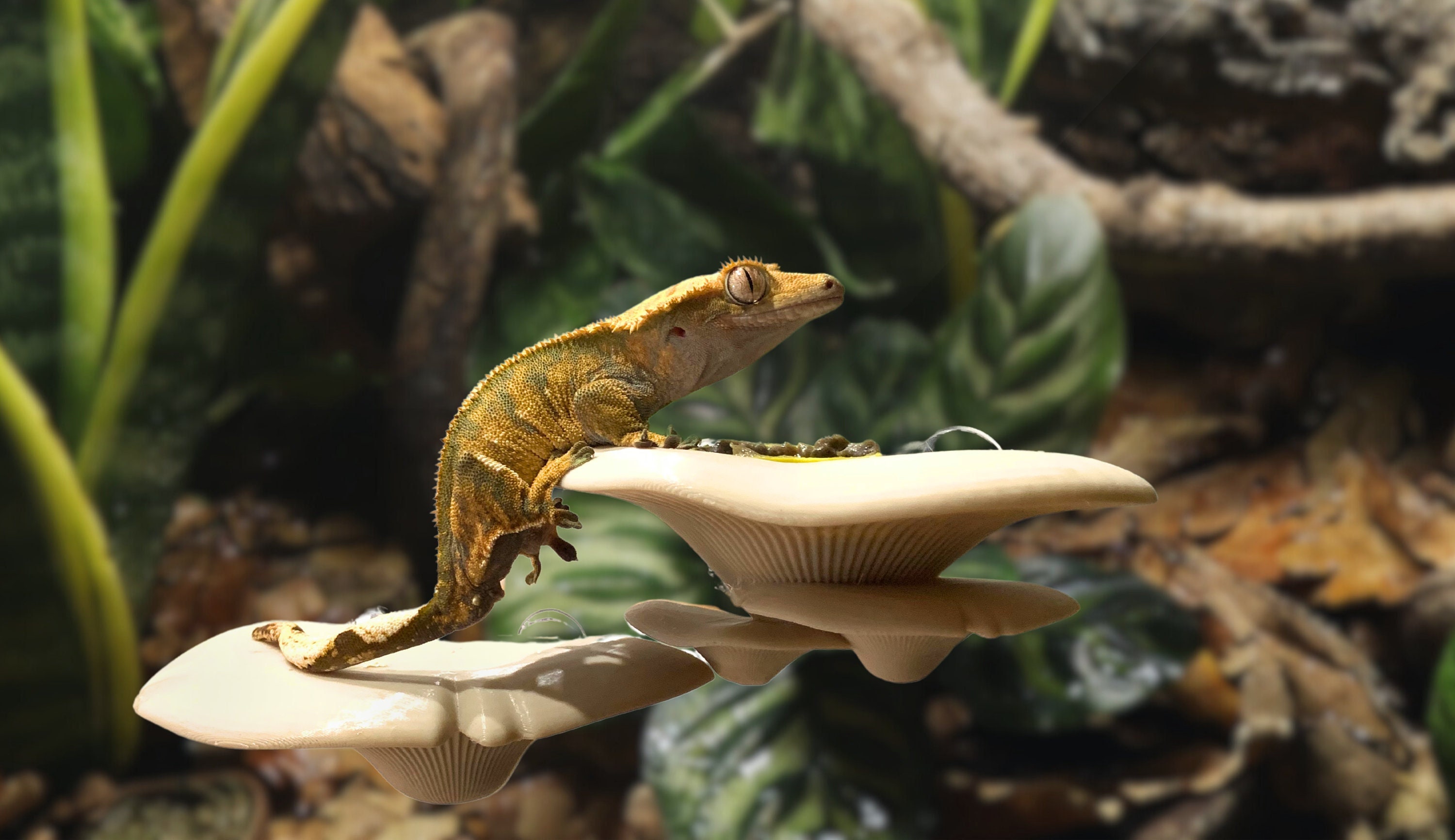 Mushroom Feeding Ledge for Crested Geckos Day Geckos More 3D Printed Etsy