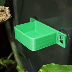 Frog, Gecko & Insect Ledge and Feeding Platform | Day Geckos, Mourning Geckos, Milk Frogs and More