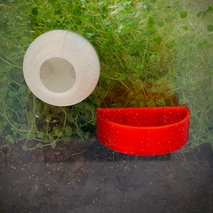 Magnetic Jumping Spider Arboreal Hide / Home & Feeding Platform Set | Various Colours!