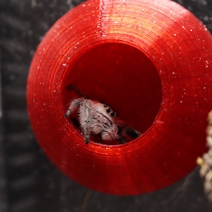 Jumping Spider Arboreal Hide / Home / Nest | 3D Printed Arachnid or Invert Hide | Magnetic
