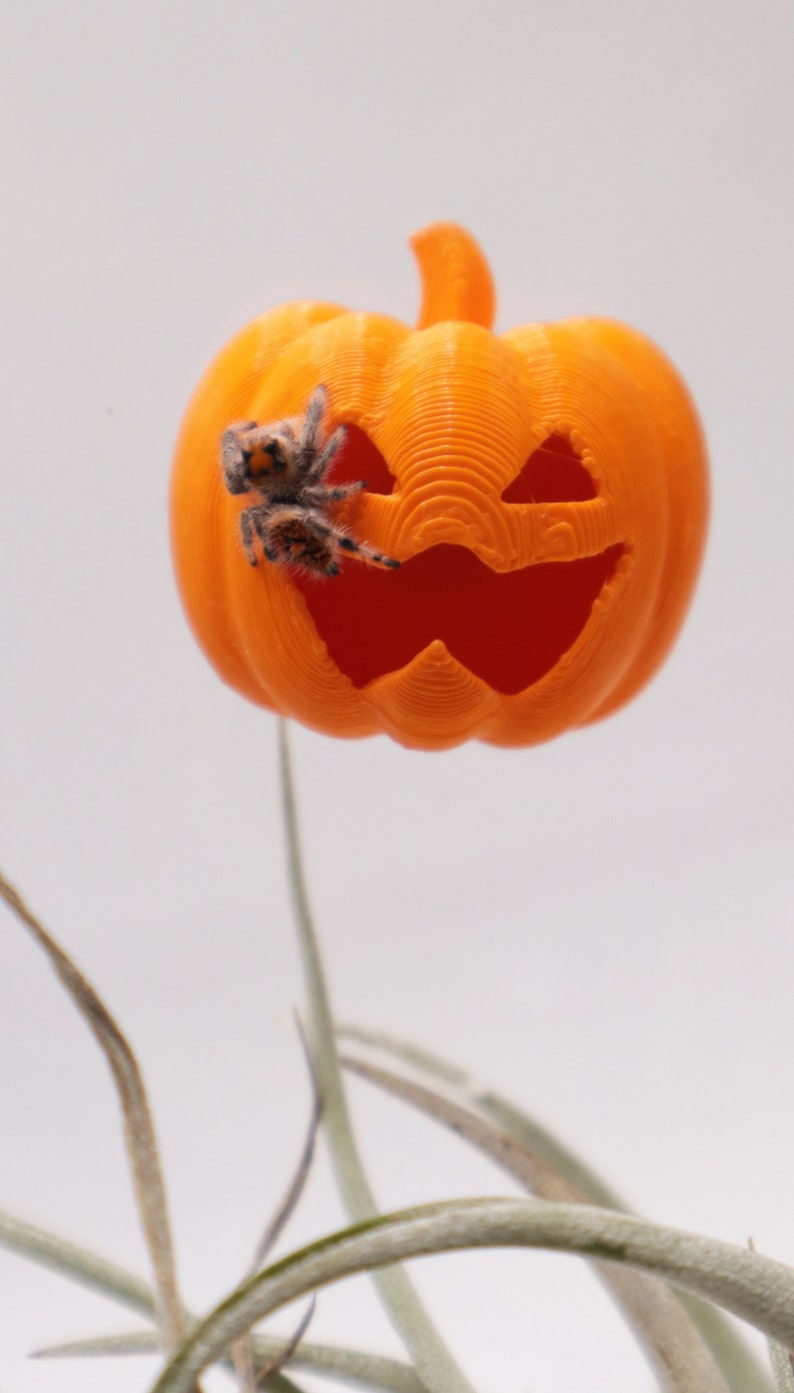 May include: A small orange pumpkin with a carved jack-o'-lantern face. A small spider is perched on the side of the pumpkin.
