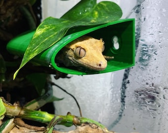 May include: A light brown gecko with large eyes is hiding in a green plastic hide with a leafy green plant growing over it.