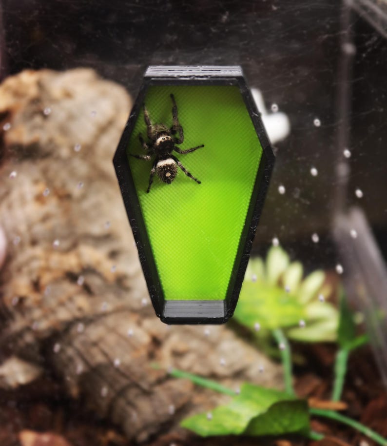 Op de afbeelding: Een zwarte en groene kistvormige container met een kleine spin erin. De container is gemaakt van plastic en heeft een felgroen interieur.