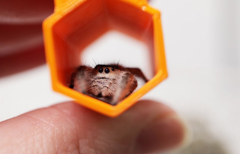 May include: A small brown spider with large eyes is looking directly at the camera. The spider is inside a bright orange hexagonal plastic tube.