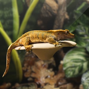 Mushroom Ledge For Geckos, Frogs & More | Various Colours Available