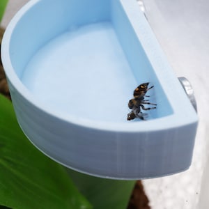May include: A light blue plastic water dish for small animals, such as insects or spiders, with a spider and a fly inside.