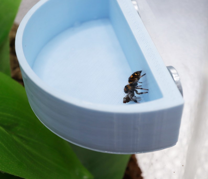 Magnetic Jumping Spider Feeding Platform / Food Bowl Various Colours image 6