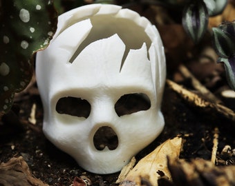 3D Printed Skull Hide | Tank Decoration | Tarantulas, Dart Frogs, Mourning Geckos, Spiders & More