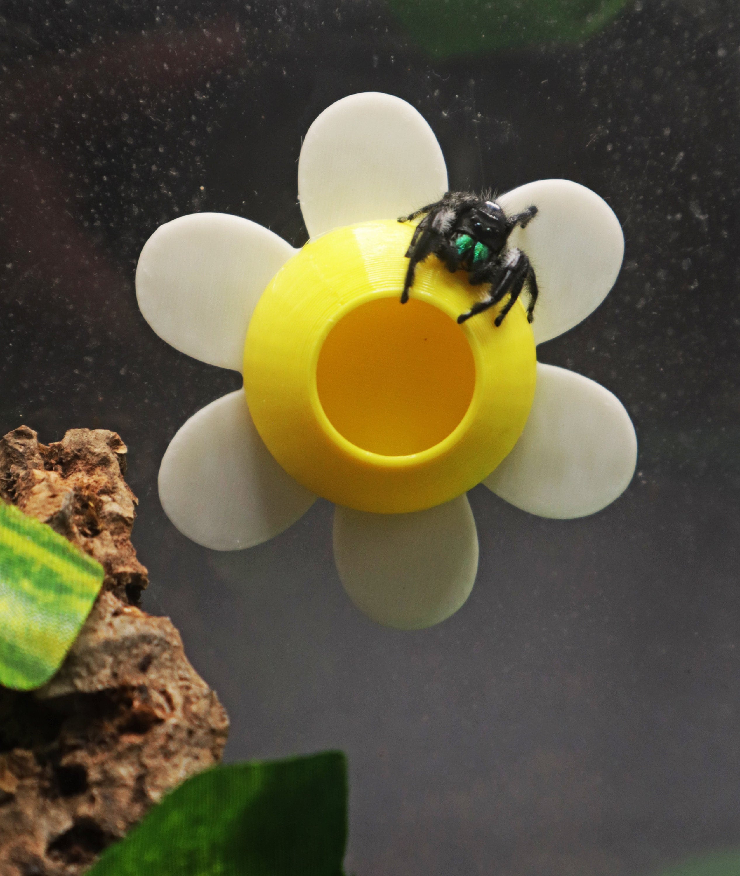 Magnetic Jumping Spider Daisy Hide | Available in Various Colours