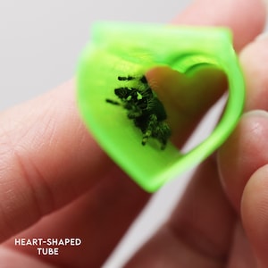 May include: A small, black and white jumping spider is inside a bright green heart-shaped tube. The tube is held in a person's hand.