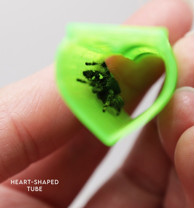 May include: A small, black and white jumping spider is inside a bright green heart-shaped tube. The tube is held in a person's hand.