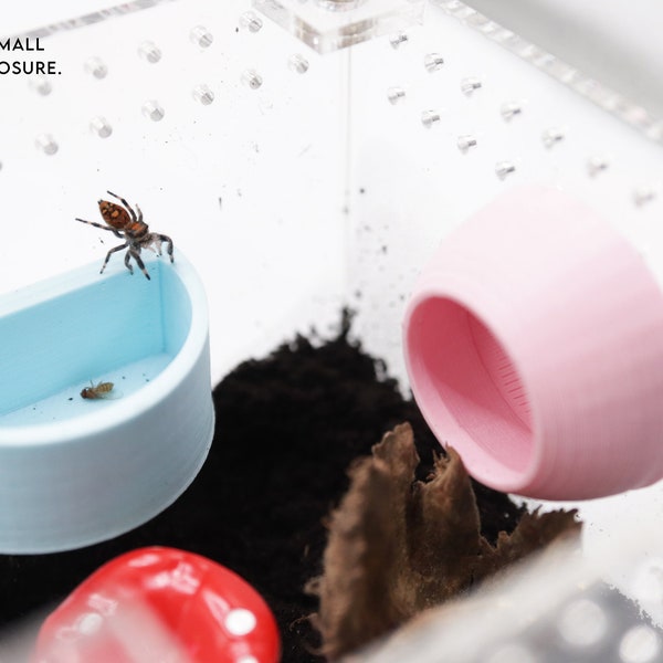 Mini-cache magnétique et plate-forme d'alimentation pour araignée sauteuse | Parfait pour les jeunes pousses et les petites espèces