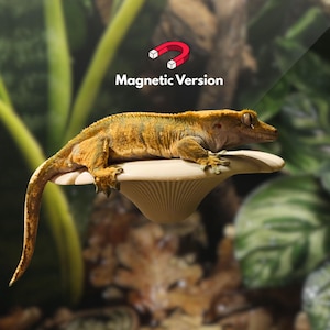 Magnetische paddenstoelrand voor gekko&#39;s, kikkers en meer | Verschillende kleuren beschikbaar