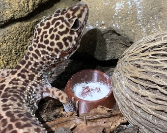 Creative Box Plastic Reptile Tortoise Water Dish Food Bowl Toy Amphibians Gecko 