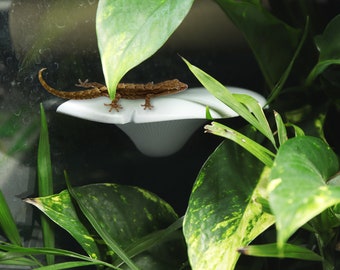 Magnetic Mushroom Ledge For Mourning Geckos, Dart Frogs, Inverts & More | Various Colours Available