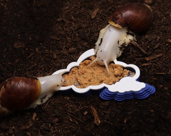 Cloud Shaped Food Bowl With Ramp | Giant African Land Snails, Isopods & Feeders