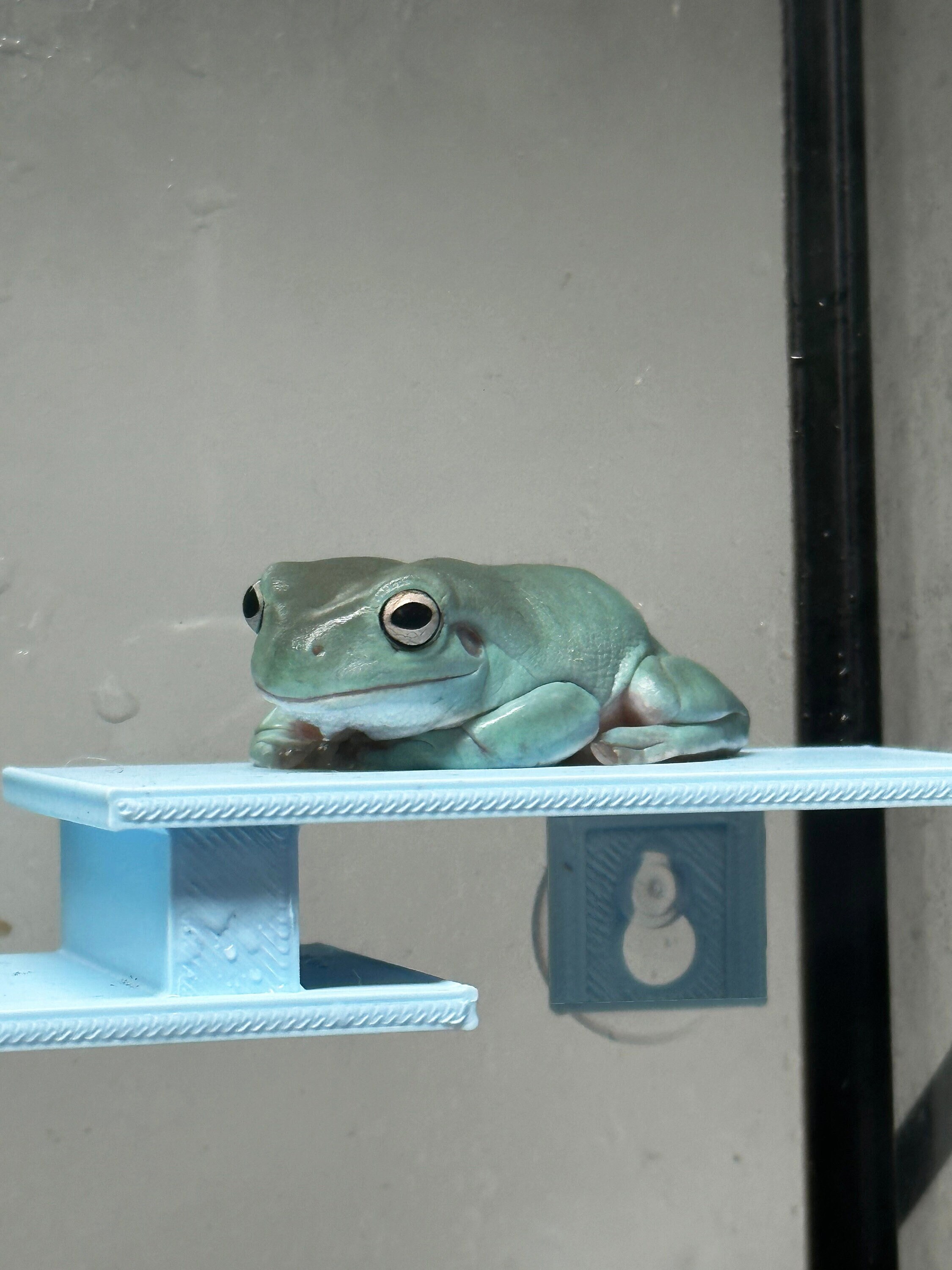 Frog Aquarium Decor Etsy Australia