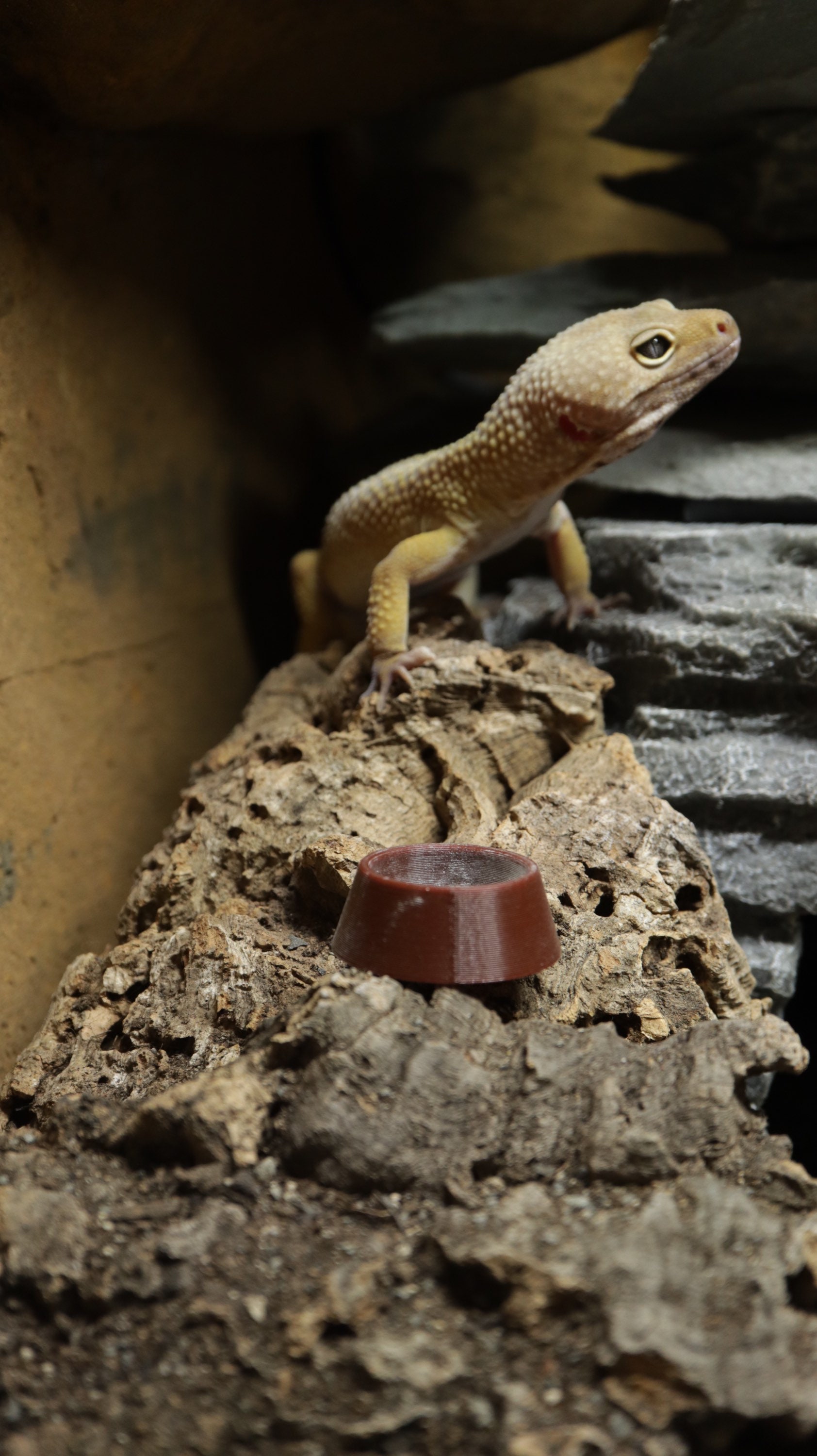 Snake Accessories Geckopia Triple Dish In Reptile Dish