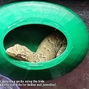 Può includere: Un nascondiglio di plastica verde per rettili, con un geco in lutto all'interno. Il nascondiglio ha la forma di una semisfera con un'apertura rotonda.