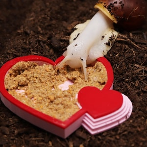 Tigela de comida em forma de coração com rampa | Caracóis terrestres africanos gigantes, isópodes e alimentadores