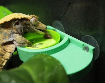 Gecko Food Ledge Bowls Spoon Kit Choice of Colours 3D