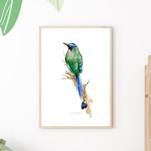 Motmot bird art Print mot mot watercolor painting Jungle decoration tropical bird Costa Rica Blue green bird wall art long-tailed bird print