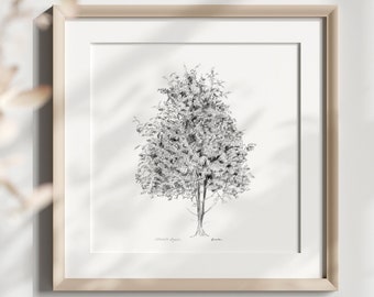 Rowan tree wall art mountain ash fine art print rowan tree drawing grey wall art tree on canvas rowan tree wall decor zen art gift for Rowan