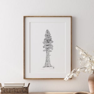 Puede incluir: Un dibujo en blanco y negro de un árbol grande, posiblemente una secuoya, enmarcado en un marco de madera. El dibujo está colgado en una pared blanca sobre una cómoda de madera con cajones y una cesta de mimbre en la parte superior.