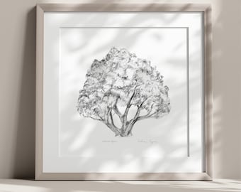 May include: A black and white pencil drawing of a tree with the text "Common Aspen" and "Catherine Symes" below the image.
