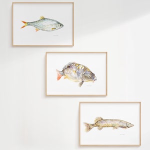 May include: Three framed watercolour paintings of fish. The top painting shows a silver fish with orange fins. The middle painting shows a brown and yellow fish with orange fins. The bottom painting shows a brown and green fish with orange fins.